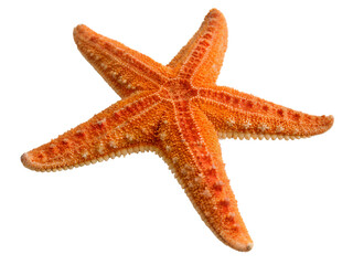 Close-Up of Orange Starfish Isolated on transparent background, Isolated Png file, Cut-out, Isolate Png, No Background, Isolated object