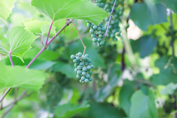 Green grape vine in the vineyard. Unripe grapes.