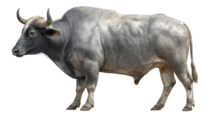  Majestic Gaur Portrait: A powerful, photorealistic gaur, showcasing its impressive size and commanding presence. Its imposing stature exudes strength and resilience.