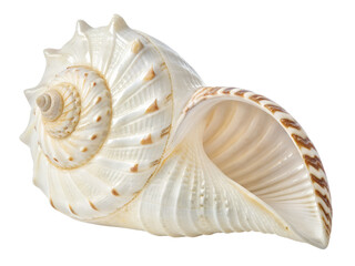 Close-Up of a White Spiral Seashell Isolated on transparent background, Isolated Png file, Cut-out, Isolate Png, No Background, Isolated object