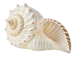 Close-Up of a White Spiral Seashell Isolated on transparent background, Isolated Png file, Cut-out, Isolate Png, No Background, Isolated object