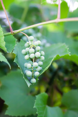 Green grape vine in the vineyard. Unripe grapes.