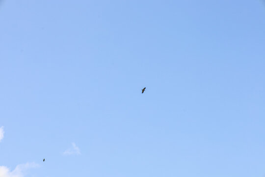 A bird soars in a clear blue sky, its silhouette sharply defined against the vast expanse. Another, smaller bird is barely visible in the distance, adding a sense of scale to the scene of pure sky and
