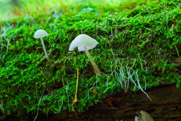 Small white mushrooms with thin stems grow on a moss-covered tree trunk, creating a delicate macro shot of forest microflora. This image highlights the fragility and details of the fungi,
