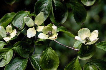 white tetrapetaleus flowers of Cornus Kousa tree at spring