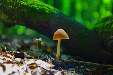 A squat mushroom with a wide cap and a light stem grows on the forest floor among fallen leaves and roots, creating an atmospheric macro shot of the forest ecosystem. The image emphasizes the mystery 