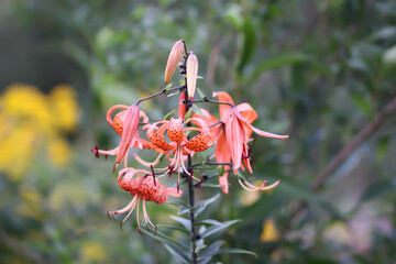 Tiger lilies with spotted petals in a summer garden. Lily flower in full bloom.