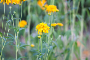 Rudbeckia Golden ball yellow flowers.