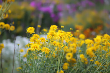 Fototapeta premium Rudbeckia plants. Golden ball yellow flowers.