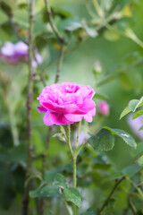 Garden roses in bloom. Beautiful romantic flowers growing outdoors.