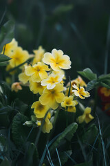Yellow flowers of a primrose or primula in a garden.