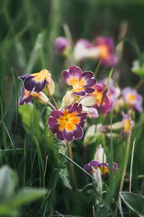 Spring flowers of a primrose or primula in a garden