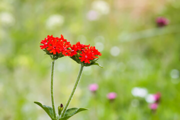 Lychnis chalcedonica flower against green grass background.