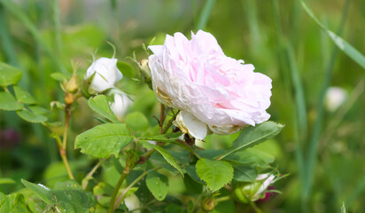 Garden roses in bloom. Beautiful romantic flowers growing outdoors.