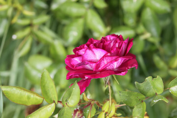 Garden roses in bloom. Beautiful romantic flowers growing outdoors.