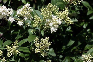 clusters white  fragrant flowers of Privet - Ligustrum vulgare shrub close up 