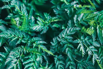 Anthriscus plant green leaves in a meadow. Beauty in nature.