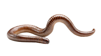 Fototapeta premium Earthworm close-up: A detailed shot of an earthworm in its natural form, highlighting its segmented body and streamlined shape, a symbol of resilience and natural life.