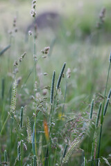 Wildflowers in a meadow. Beauty in nature.