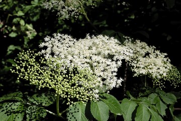 big inflorescences of blooming sambucus nigra - elder wild bush in may