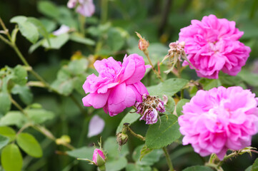 Garden roses in bloom. Beautiful romantic flowers growing outdoors.