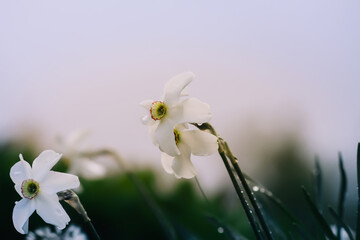 White daffodils. White flowers in bloom.
