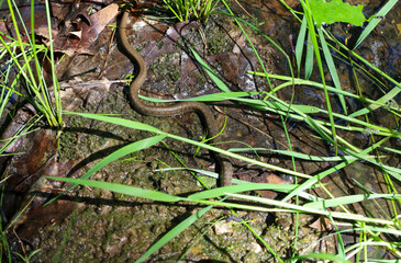 A winding grass snake crawls on wet soil among green grass and fallen leaves, perfectly illustrating the wildlife of Ukrainian wetlands.