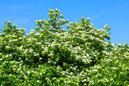 A lush flowering bush with numerous white inflorescences against a bright blue sky creates a fresh and cheerful image. This is an ideal image for conveying a spring or summer atmosphere, the beauty of