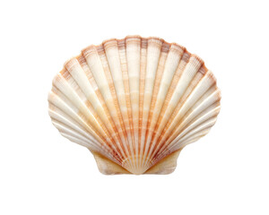 scallop seashell symmetrical fan shape