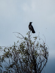 crow on a tree