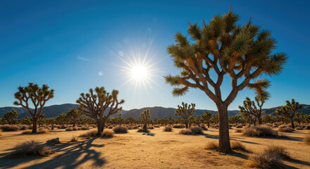 Fototapeta premium A landscape of joshua trees in a park under the sunlight and a blue sky
