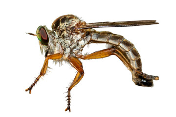 Robber fly isolated on the white background. Macro photography of insect.