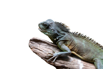 Green chameleon isolated on white background