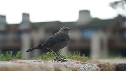birds on the rock