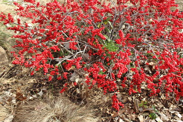 red flowers in a garden