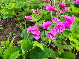 Digitalis purpurea in the garden. Common foxglove in the rural garden - medical plant, folk...
