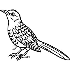 Eurasian Wryneck Vector on White