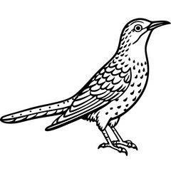 Eurasian Wryneck Vector on White