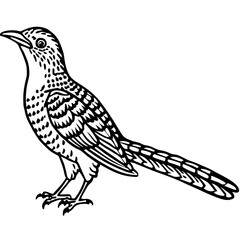 Eurasian Wryneck Vector on White