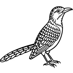 Eurasian Wryneck Vector on White