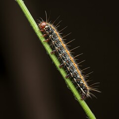 Caterpillar on Green Stem