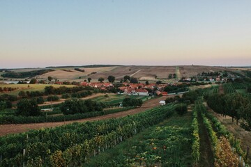 Fototapeta premium vineyard in the morning