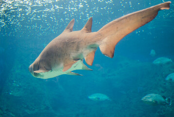 Fototapeta premium Large shark swims gracefully through a deep blue aquarium surrounded by smaller fish and gentle bubbles