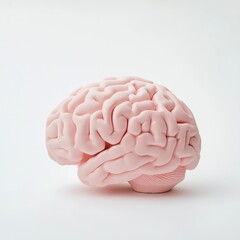 Realistic pink brain model demonstrating anatomical features and textural details for educational purposes in a clinical setting