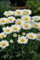 Bright white daisies bloom in a garden during the warm spring sunshine, showcasing nature's simple beauty and vibrant colors