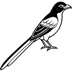 Minimalist Racket-tailed Drongo Vector on White