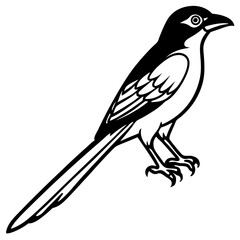 Minimalist Racket-tailed Drongo Vector on White