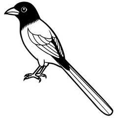 Minimalist Racket-tailed Drongo Vector on White