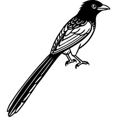 Minimalist Racket-tailed Drongo Vector on White