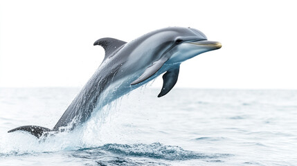 Fototapeta premium Playful Dolphin Jumping Out of Water